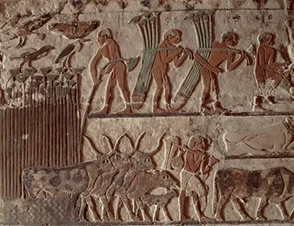 パピルスと一群の牛の収穫、旧王国（壁画）