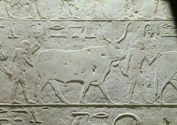 牛をリードする牧夫、アケトヘテプのマスタバの細部、旧王国のサッカラ出身、紀元前2500年頃（石灰岩塗装）