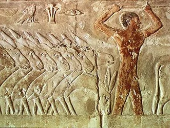 旧王国、メレルカのマスタバからのロバの軍隊（壁画）