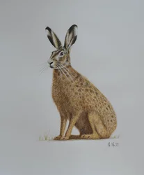 ウサギ、2021年（水彩）
