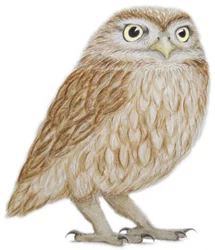 小さなフクロウ, 2011 （紙に水彩絵の具と鉛筆）
