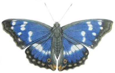 パープル・エンペラー, 2012 （紙に水彩絵の具と鉛筆）