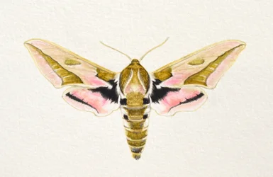 Spurge Hawk Moth, 2023（水彩画）