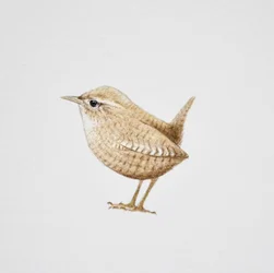 ミソサザイ、2019年（水彩絵の具と鉛筆）