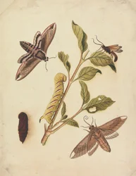 Privet Hawk Moths e Callajoppa Exaltatoria