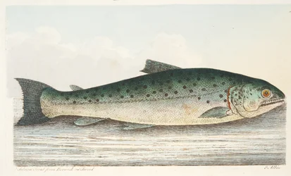 ツイードのベリックからのサーモントラウト、魚と魚の池に関するおやつ、パブ。 1832（手描きの彫刻）