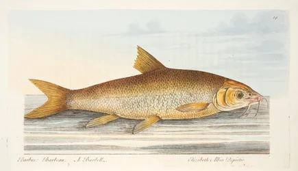 フィッシュアンドフィッシュポンドに関する論文からのバーベル、パブ。 1832（手描きの彫刻）