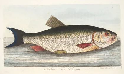 魚と魚のいる池の小説、パブからのチャブ。 1832（手描きの彫刻）