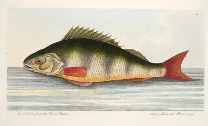 ライン川からの首長、魚と魚の池に関するお土産、パブ。 1832（手描きの彫刻）