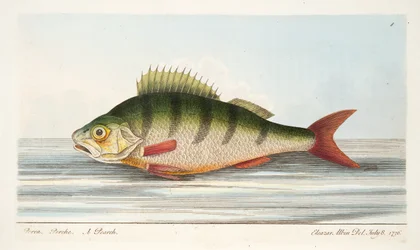 スズキ、魚と魚の池に関するお土産、パブ。 1832（手描きの彫刻）