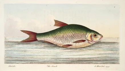 魚と魚のいる池の扱いに関するパブのローチ。 1832（手描きの彫刻）
