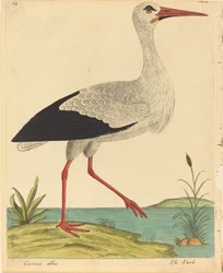 コウノトリ (チコニア アルバ)