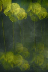 幻想的な緑の花々