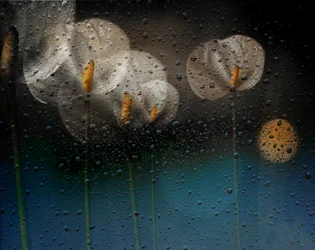 雨に濡れたカラリリー