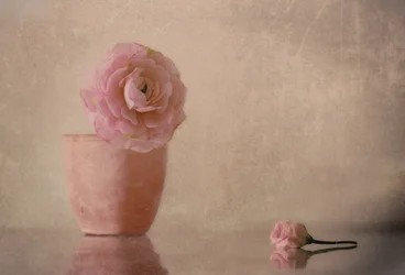 ソフトピンクのラナンキュラスの花