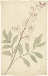 花の研究