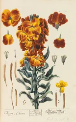 Blackwellian Herbarium の改訂および拡大、1754 ～ 1773 年。