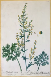 アブサン、アーティストによる「Herbarium Blackwellianum」のプレート、1757年（カラー彫刻）