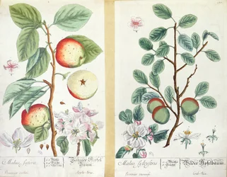 りんご、マルスサティバとマルスシルベストリス、「Herbarium Blackwellianum」、1757年