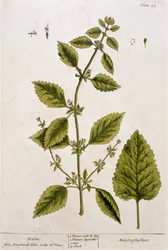 バーム、 &39;A Curious Herbal&39;のプレート27、1782年発行（カラー彫刻）