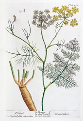 フェンネル、1782年