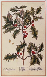 「好奇心の強いハーブ」からのホリー、1782