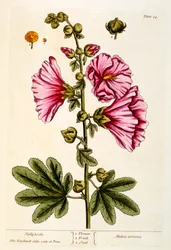 Hollyhocks、 &39;A Curious Herbal&39;のプレート54、1782年発行（カラー彫刻）