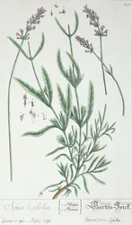 ラベンダースパイク、アーティストによる「Herbarium Blackwellianum」のプレート、1757年（ペンとインク、紙にトイレ）