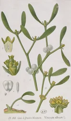 1757年にニュルンブルクで公開された「好奇心の強い薬草」からのヤドリギ