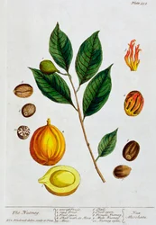 ナツメグ、1782年