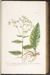 プレート 102、「A Curious Herbal」より