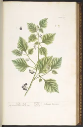 図版107、ナス科植物、『奇妙な薬草書』より