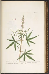 プレート 139、「A Curious Herbal」より