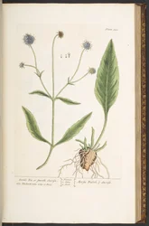 「A Curious Herbal」のプレート 142、Devil