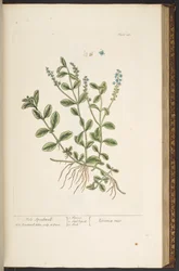 プレート 143、「A Curious Herbal」より