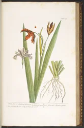 プレート 158、「A Curious Herbal」より