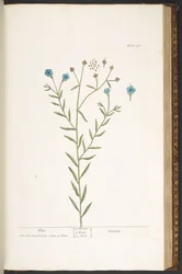 プレート 160、「A Curious Herbal」より