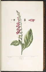 プレート 16、フォックス グローブ、「A Curious Herbal」より
