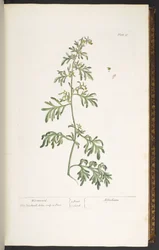 プレート 17、よもぎ、「A Curious Herbal」より