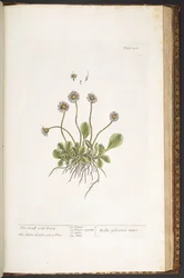 プレート 200、The Small Wild Daisy、「A Curious Herbal」より