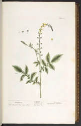 プレート 21、アグリモニー、「A Curious Herbal」より
