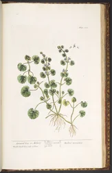 プレート 225、「A Curious Herbal」より