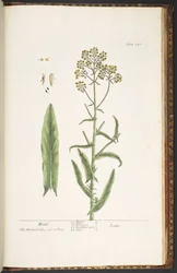 プレート 246、ウォッド、「A Curious Herbal」より