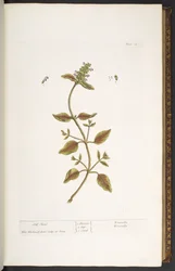 プレート 24、セルフ ヒール、「A Curious Herbal」より
