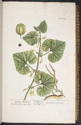 プレート 255、「A Curious Herbal」より