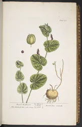 プレート 256、「A Curious Herbal」より