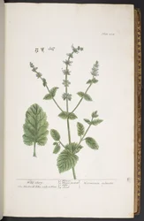 プレート 258、「A Curious Herbal」より
