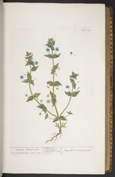 プレート 274、「A Curious Herbal」より