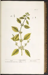 プレート 27、バーム、「A Curious Herbal」より