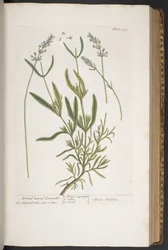 プレート 295、「A Curious Herbal」より